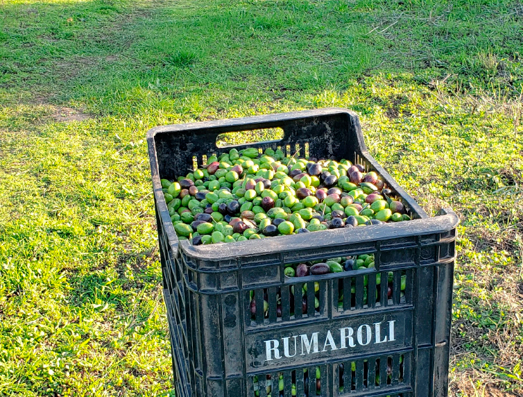 Conservación del AOVE